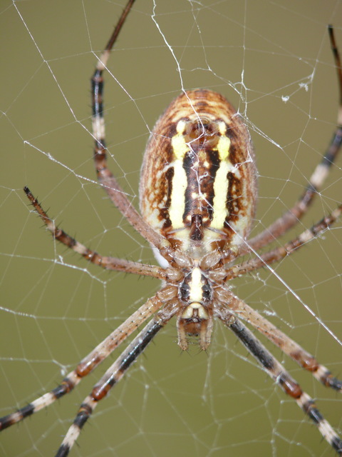 Argiope bruennichi - darázspók