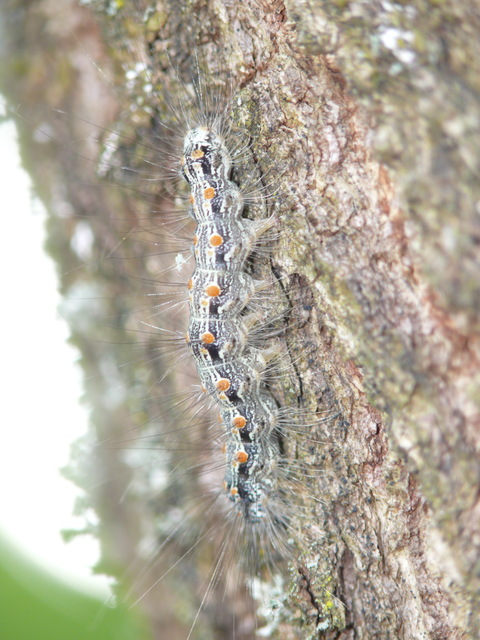 Lithosia quadra - négypettyes zuzmószövő