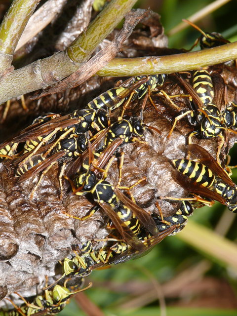 Polistes - papírdarazsak