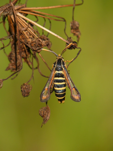 Sesiidae - szitkárfélék