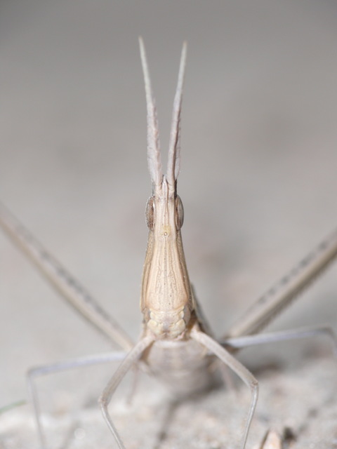Acrida ungarica - sisakos sáska
