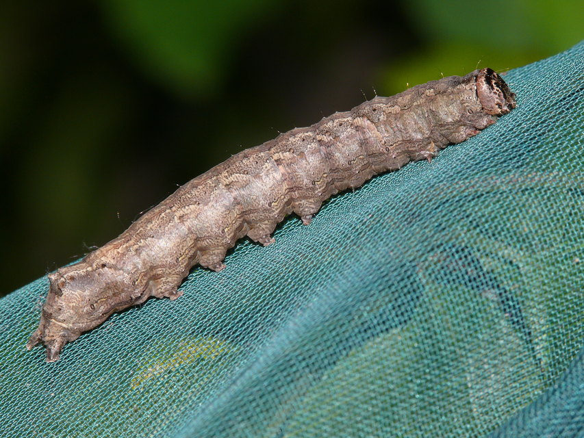 Allophyes oxyacanthae - galagonyabagoly