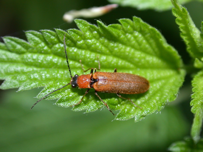 Denticollis linearis - dülledtszemű pattanó