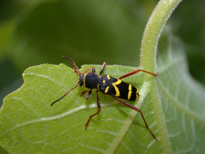 Clytus arietis - közönséges darázscincér