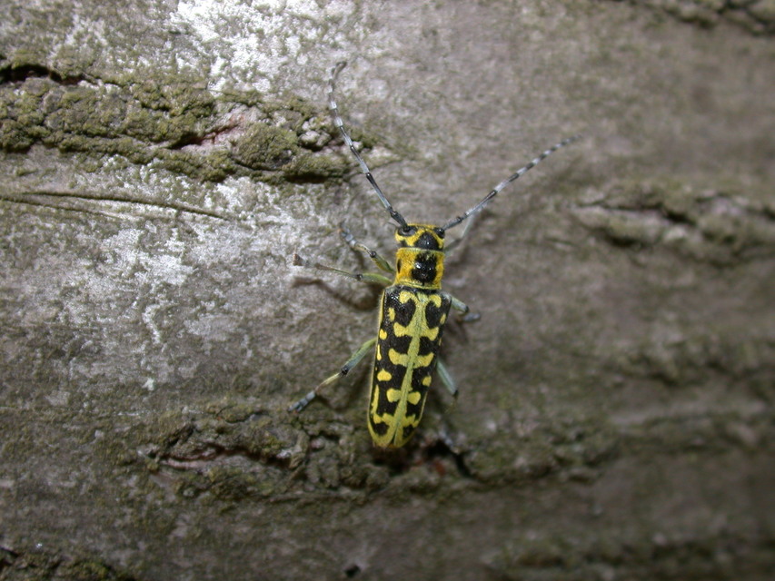Saperda scalaris - létracincér