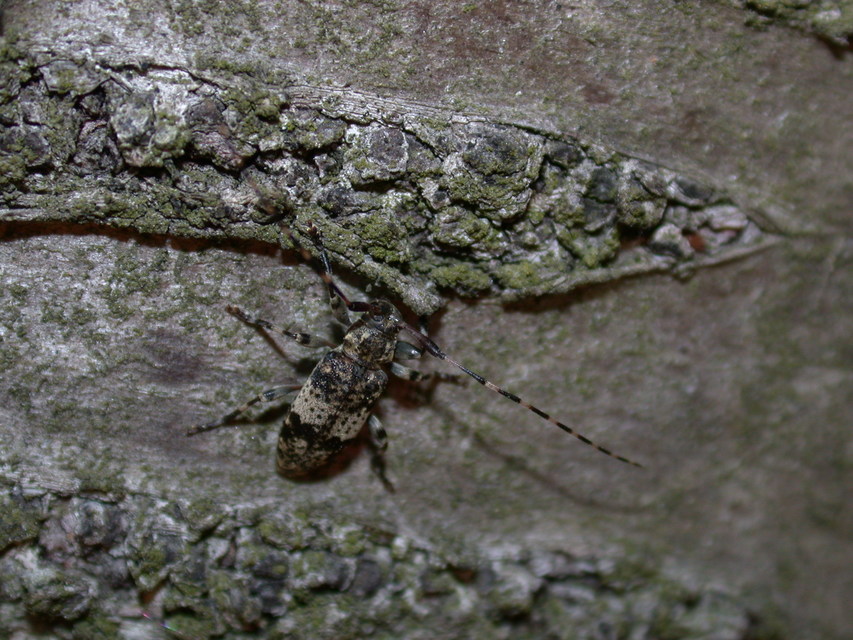 Leiopus nebulosus - öves gesztcincér