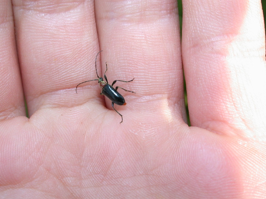 Dinoptera collaris - vörösnyakú virágcincér