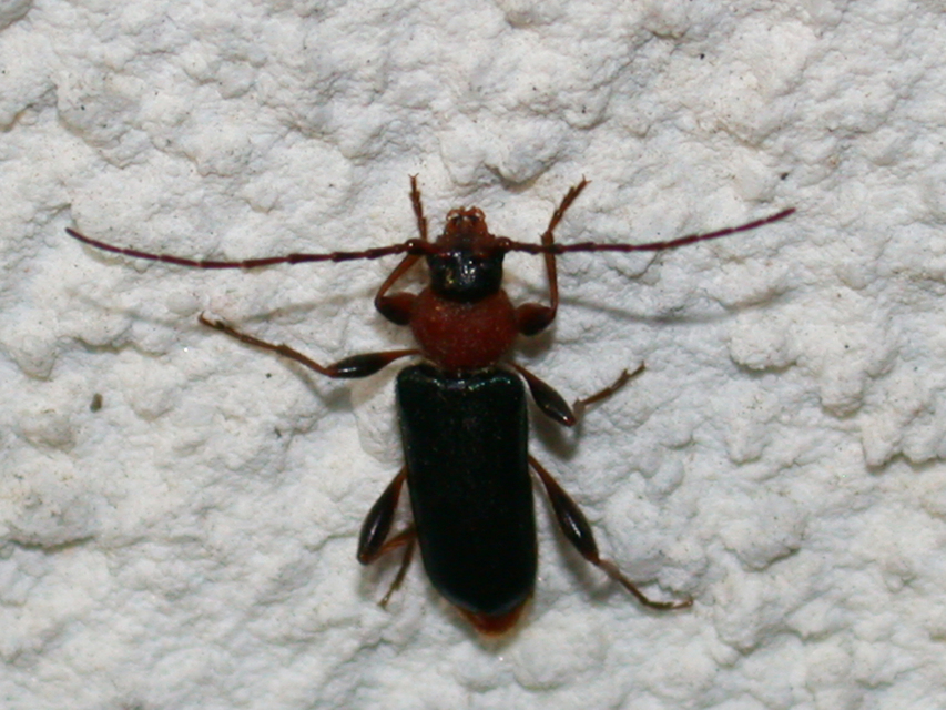 Phymatodes testaceus - változékony korongcincér Phymatodes testaceus - változékony korongcincér