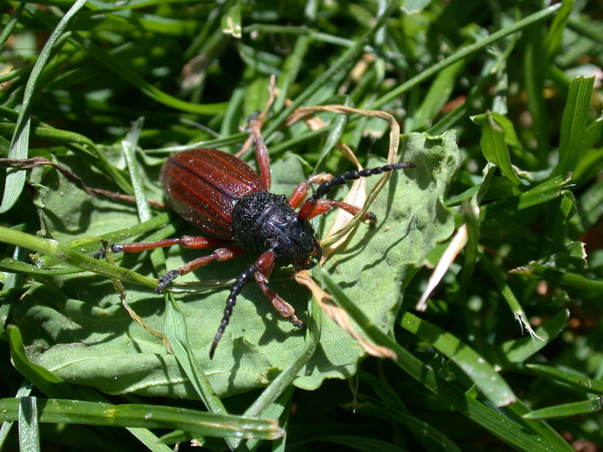 Dorcadion fulvum - barna gyalogcincér