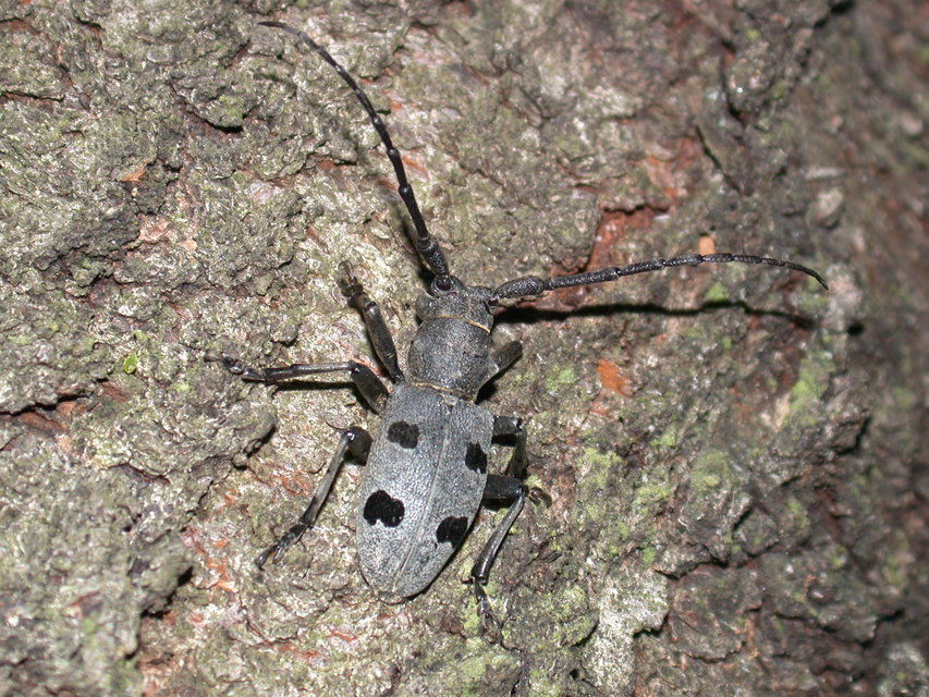 Morimus asper funereus - gyászcincér