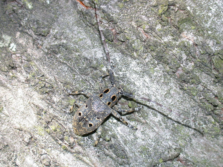 Mesosa curculionoides - szemfoltos cincér