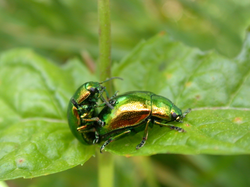 Chrysolina herbacea - zöld mentalevelész