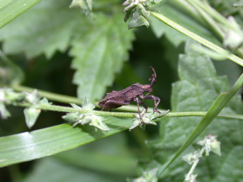 Coreus marginatus - közönséges karimáspoloska