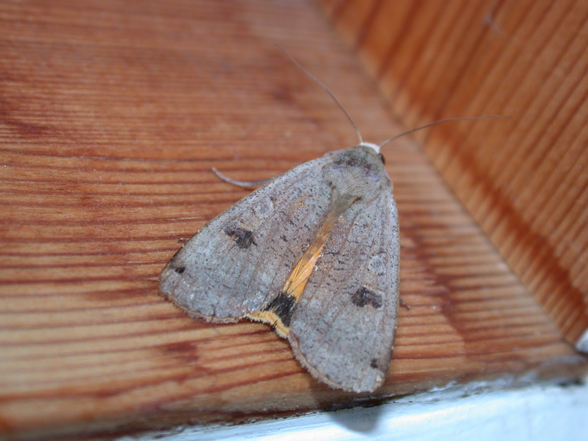 Noctua pronuba - nagy sárgafűbagoly