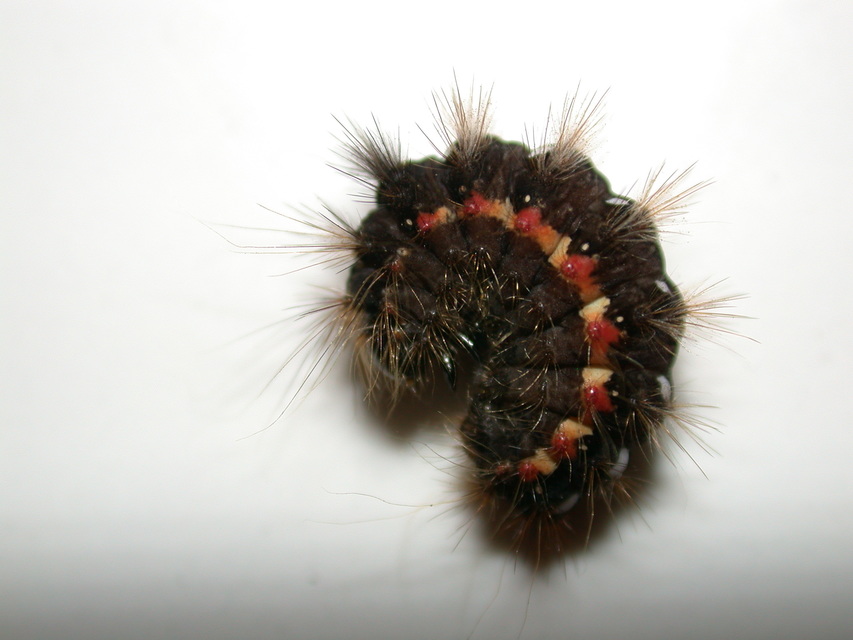 Acronicta rumicis - sóska-szigonyosbagoly