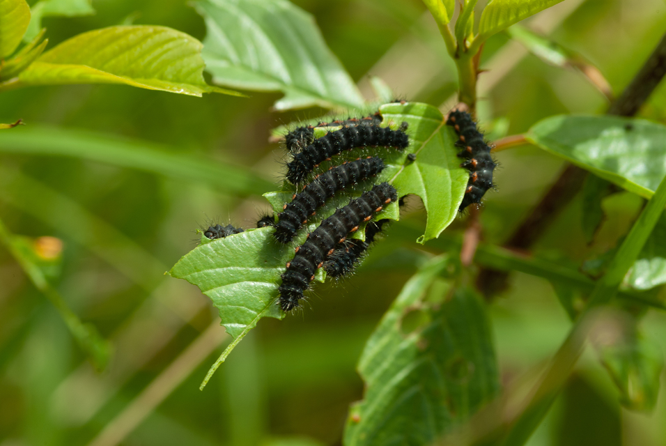 Saturnia pavoniella/pavonia