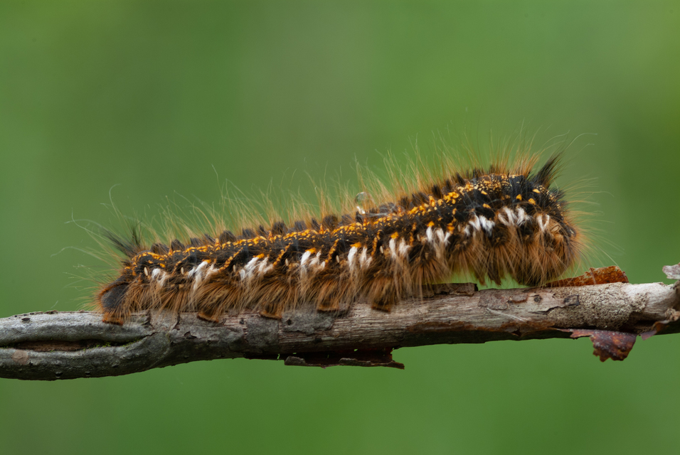 Euthrix potatoria - szomjas pohók