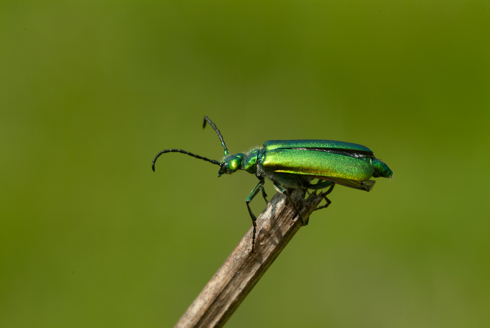 Lytta vesicatoria - kőrisbogár