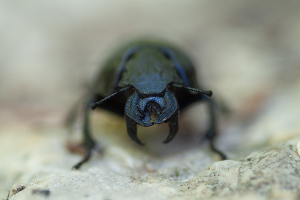 Lethrus apterus - nagyfejű csajkó