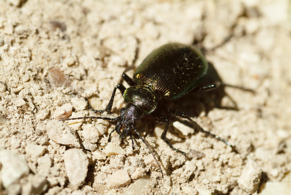 Calosoma inquisitor - kis bábrabló