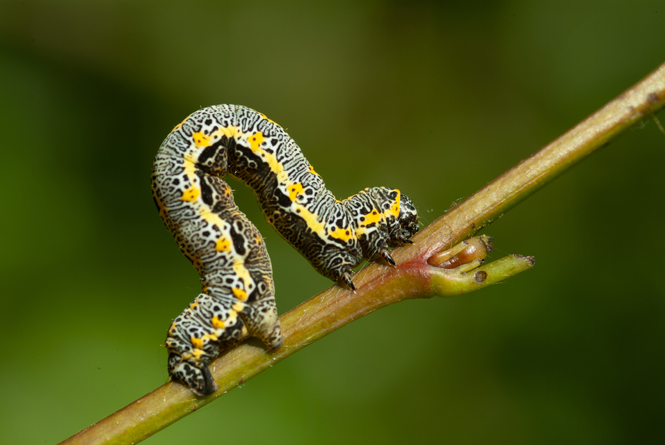 Artiora evonymaria - kecskerágó-araszoló