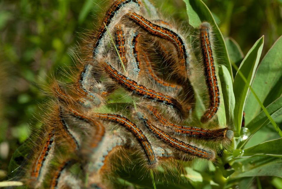 Malacosoma castrensis - kutyatejszövő