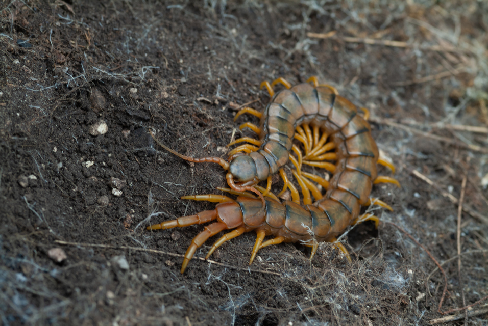 Scolopendra cingulata - öves szkolopendra