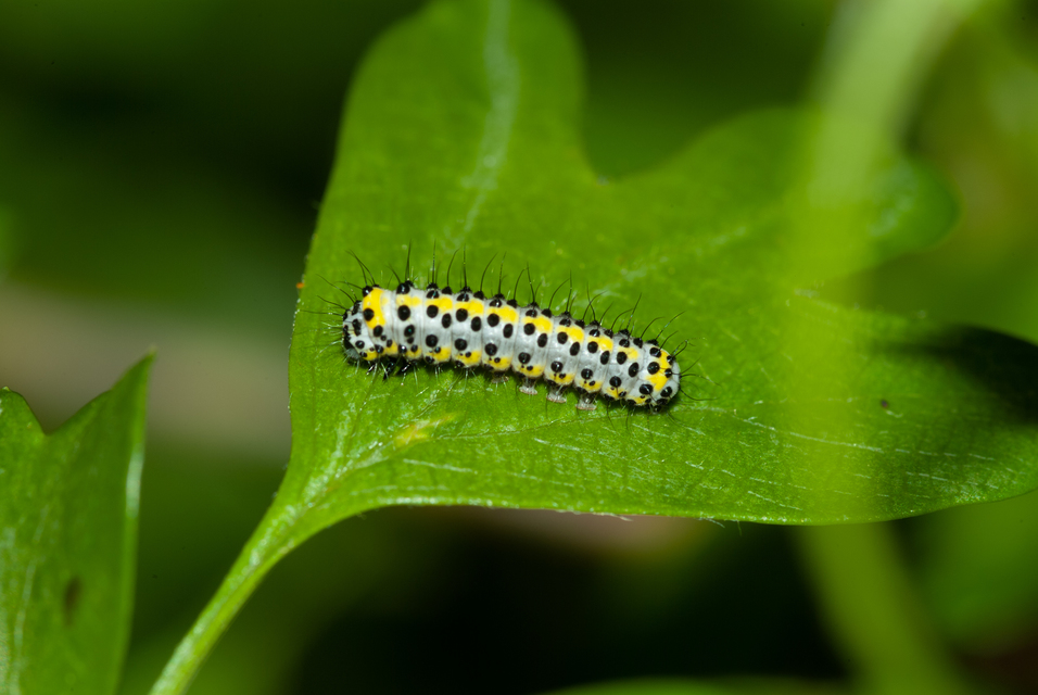 Diloba caeruleocephala - őszi kékesbagoly