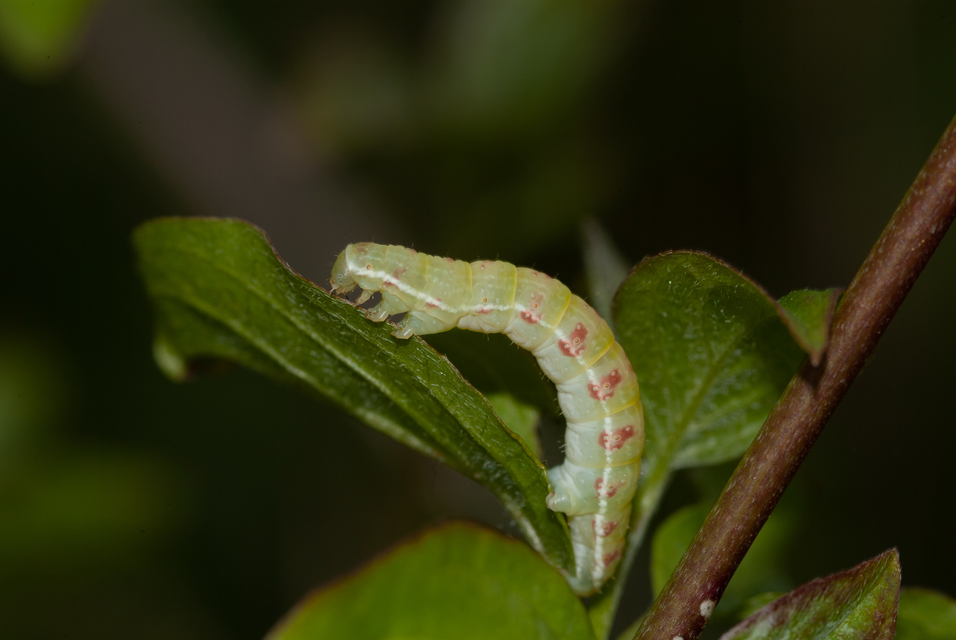 Epirrita christyi/dilutata