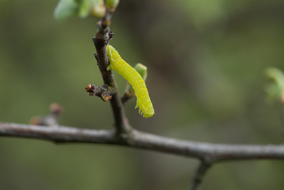 Epirrita christyi/dilutata