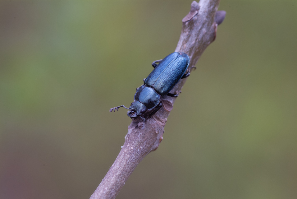 Platycerus caraboides - kis fémesszarvasbogár