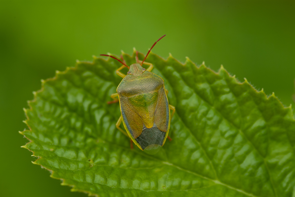 Piezodorus lituratus - bíboros címerespoloska Piezodorus lituratus - bíboros címerespoloska