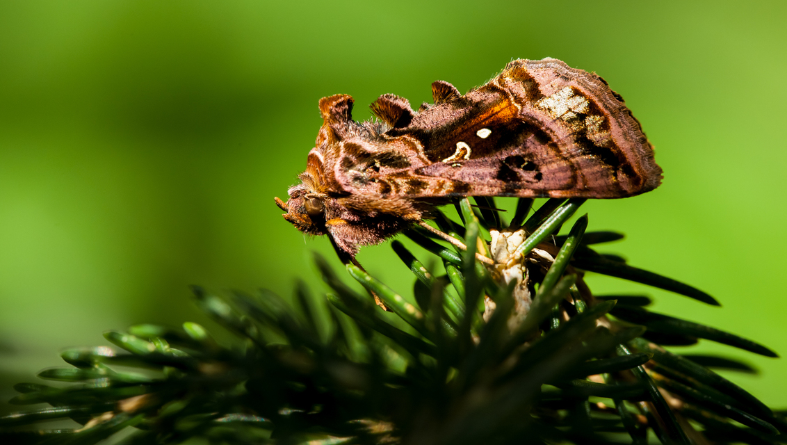 Autographa pulchrina - sötét aranybagoly Autographa pulchrina - sötét aranybagoly