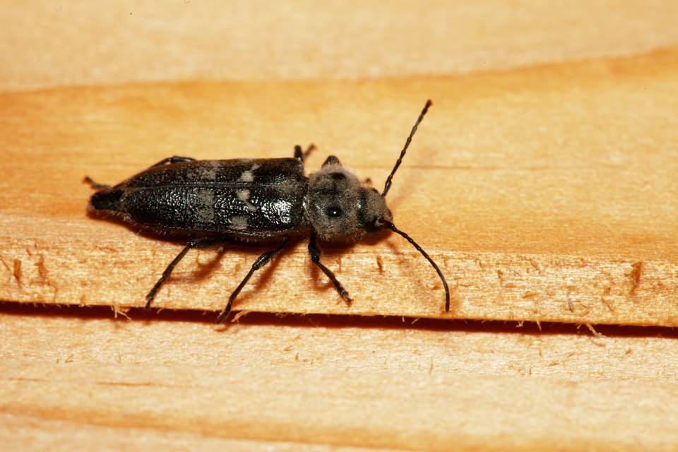 Hylotrupes bajulus - házicincér