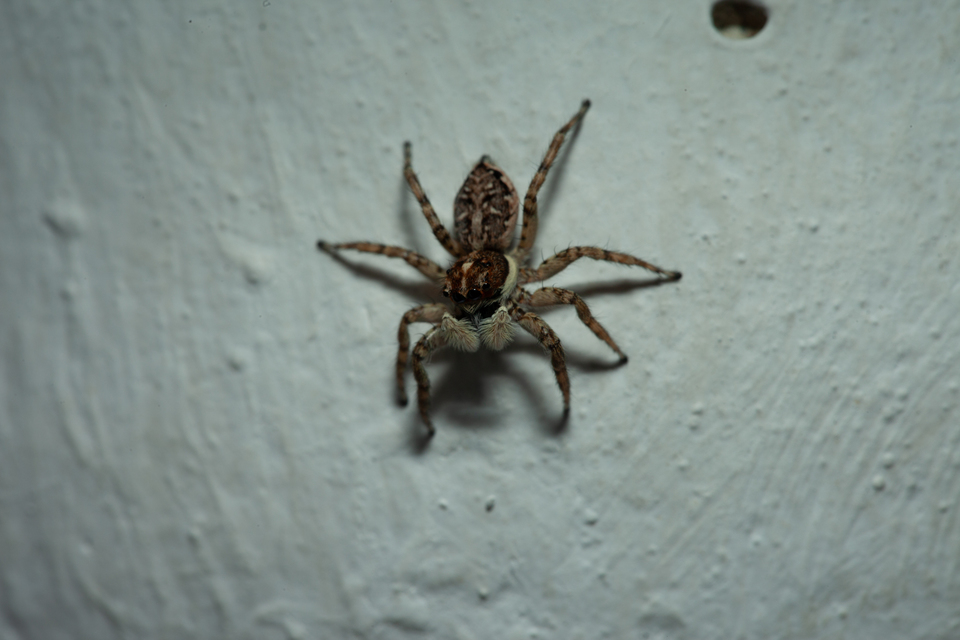 Salticidae - ugrópókok