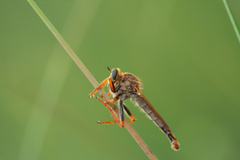 Stenopogon sabaudus