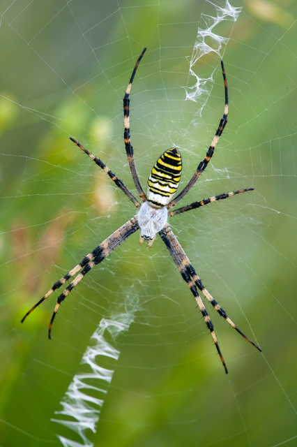 Argiope bruennichi - darázspók