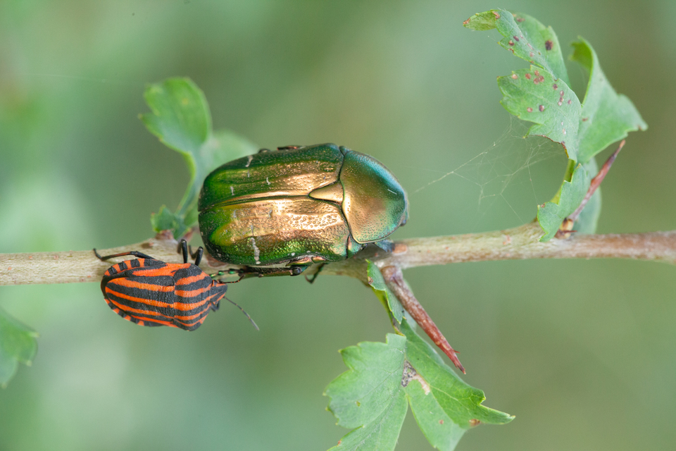 Cetonia aurata - aranyos virágbogár