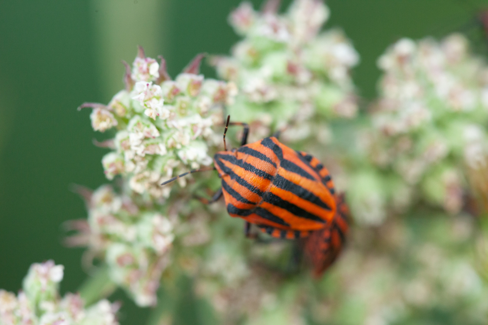 Graphosoma italicum - csíkos pajzsospoloska