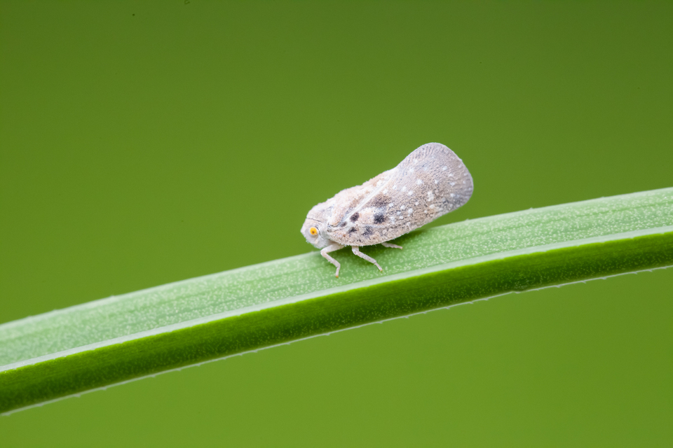 Metcalfa pruinosa - amerikai lepkekabóca