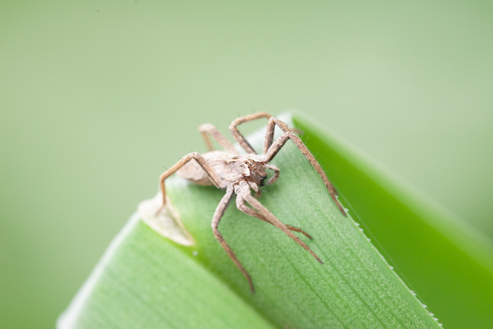 Pisaura mirabilis - csodáspók