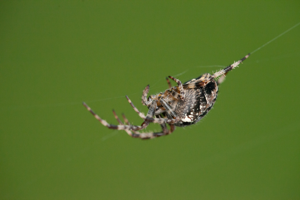 Araneus diadematus - koronás keresztespók