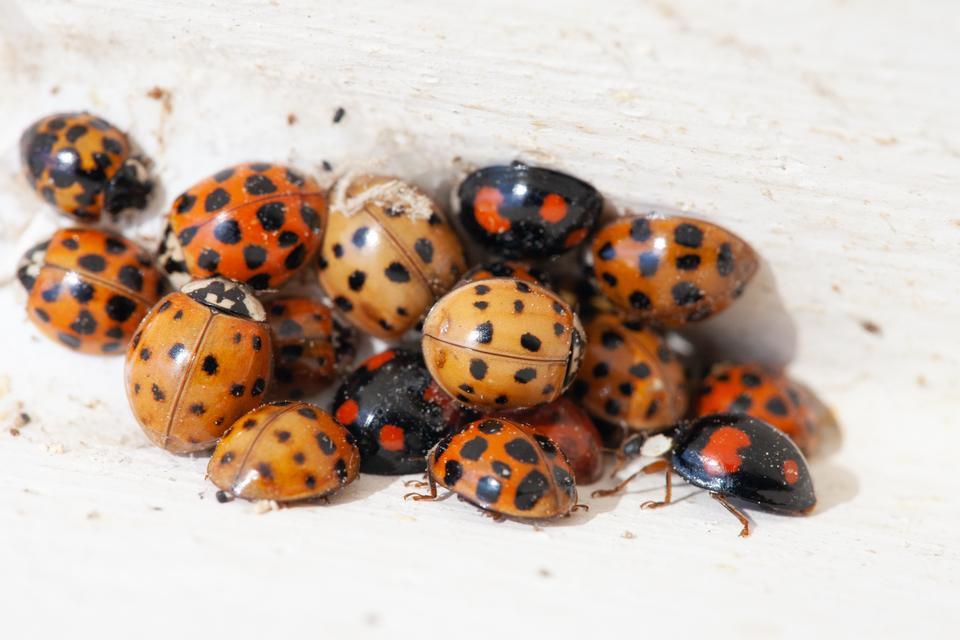 Harmonia axyridis - harlekinkatica