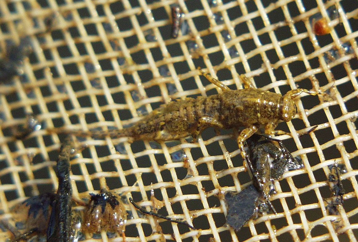 Eurylophella karelica - karéliai kérész
