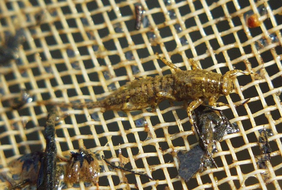 Eurylophella karelica - karéliai kérész