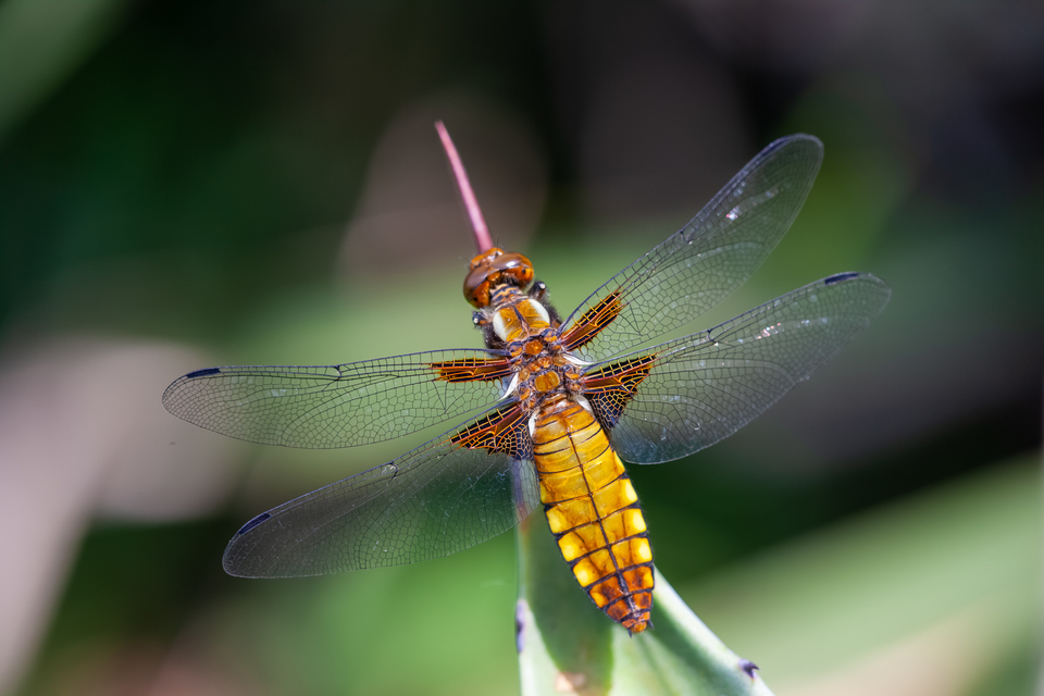 Libellula depressa - széles laposacsa