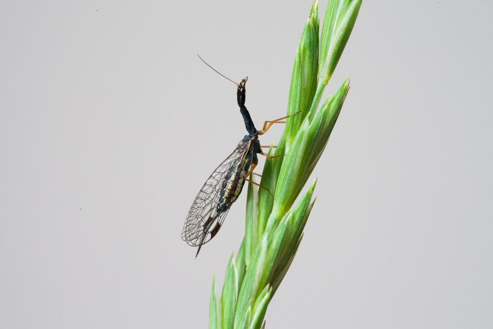 Raphidioptera - Tevenyakú-fátyolkák