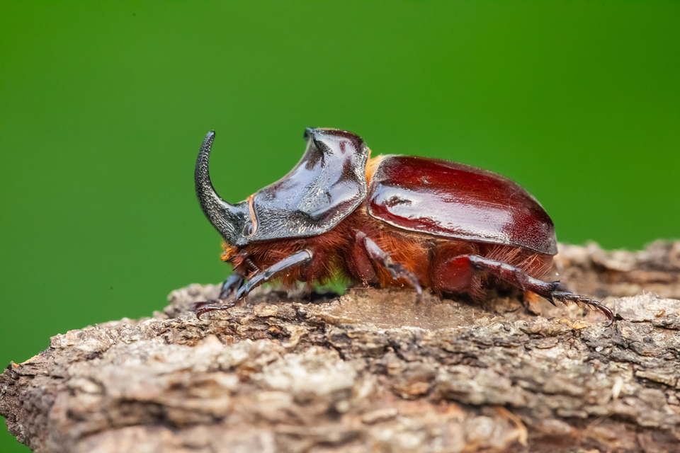 Oryctes nasicornis - orrszarvú bogár