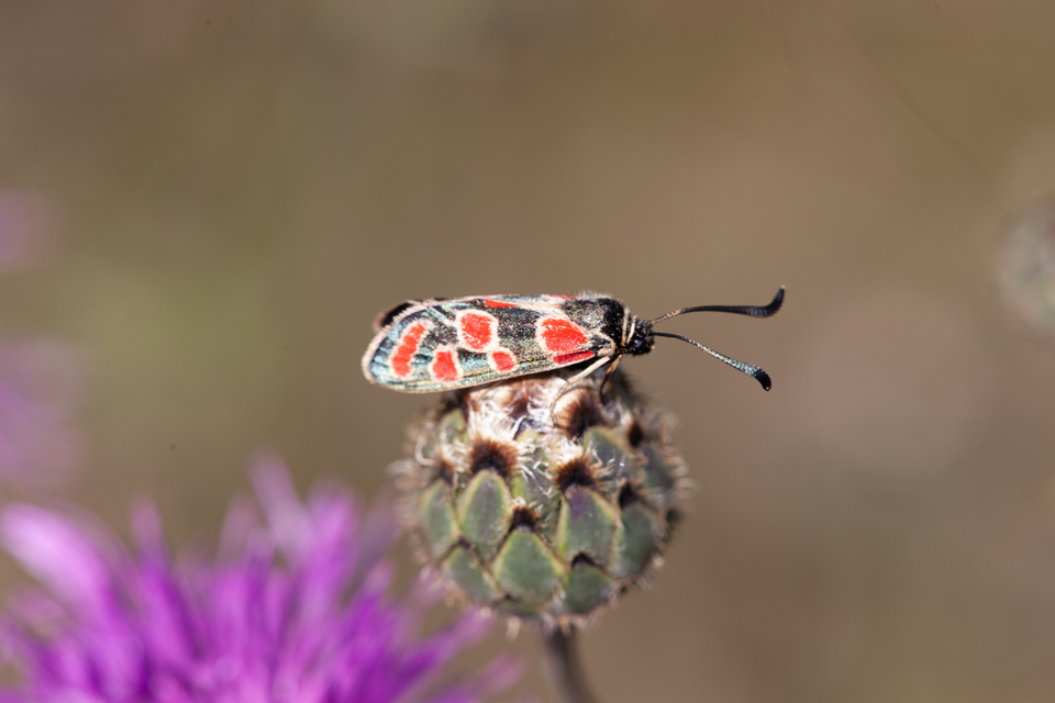 Zygaena carniolica - fehérgyűrűs csüngőlepke