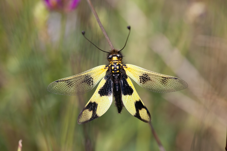 Libelloides macaronius - keleti rablópille